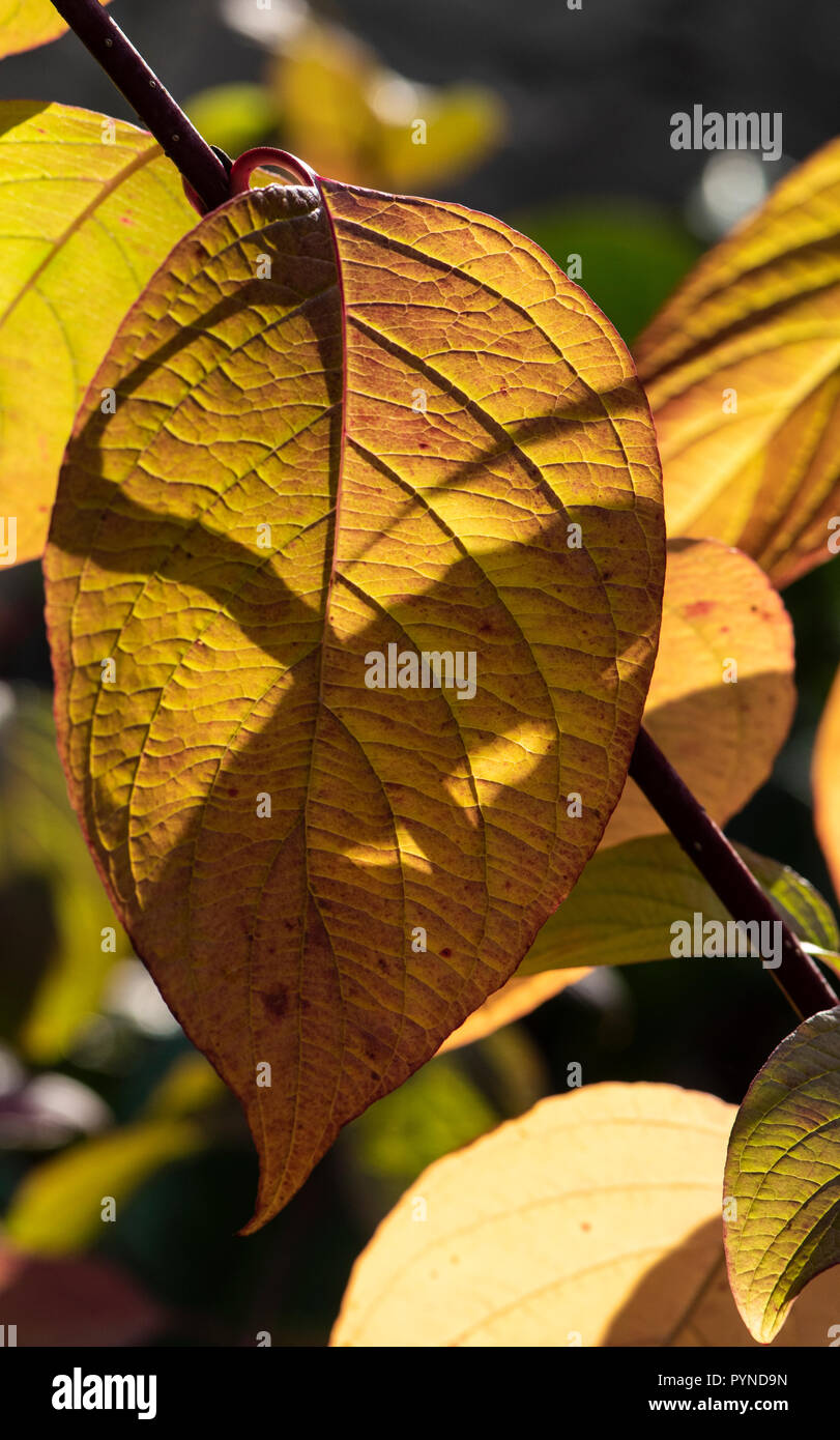Autumnal colour Stock Photo