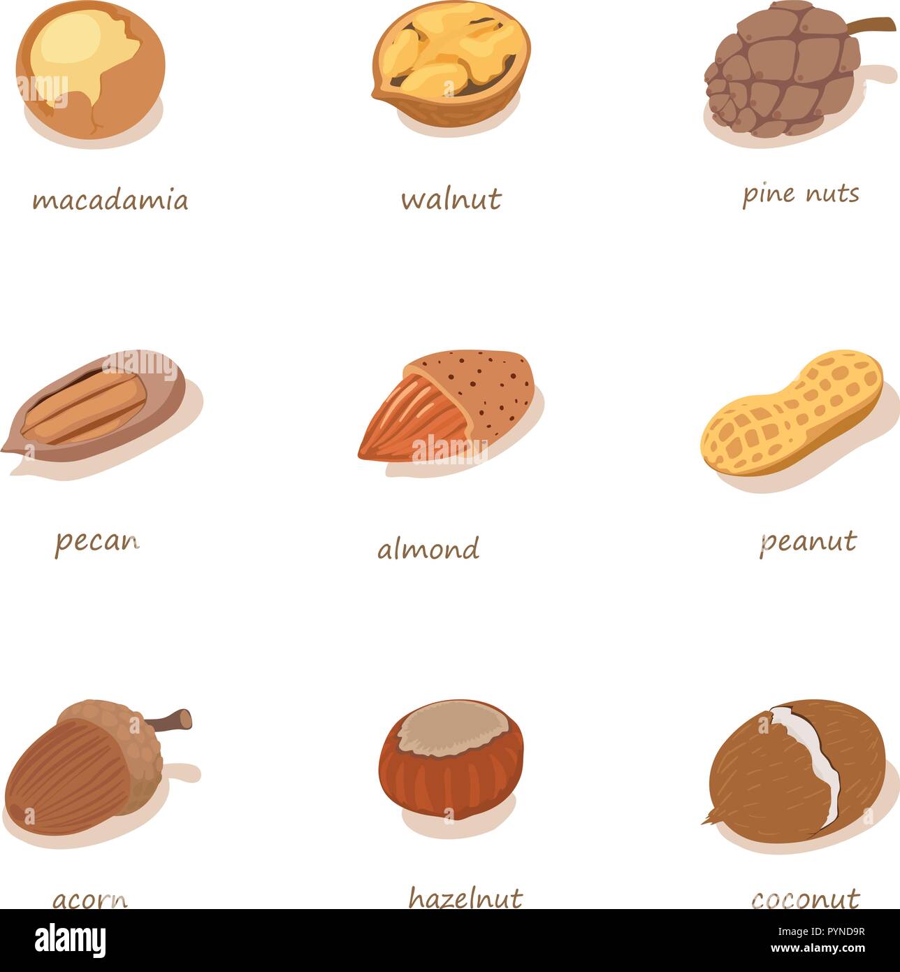 Nutwood icons set, isometric style Stock Vector
