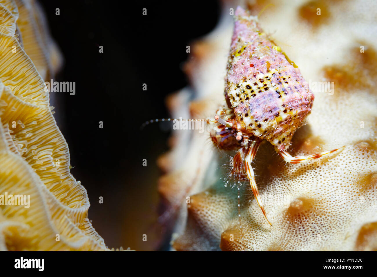 Hiding in seaweed hi-res stock photography and images - Alamy