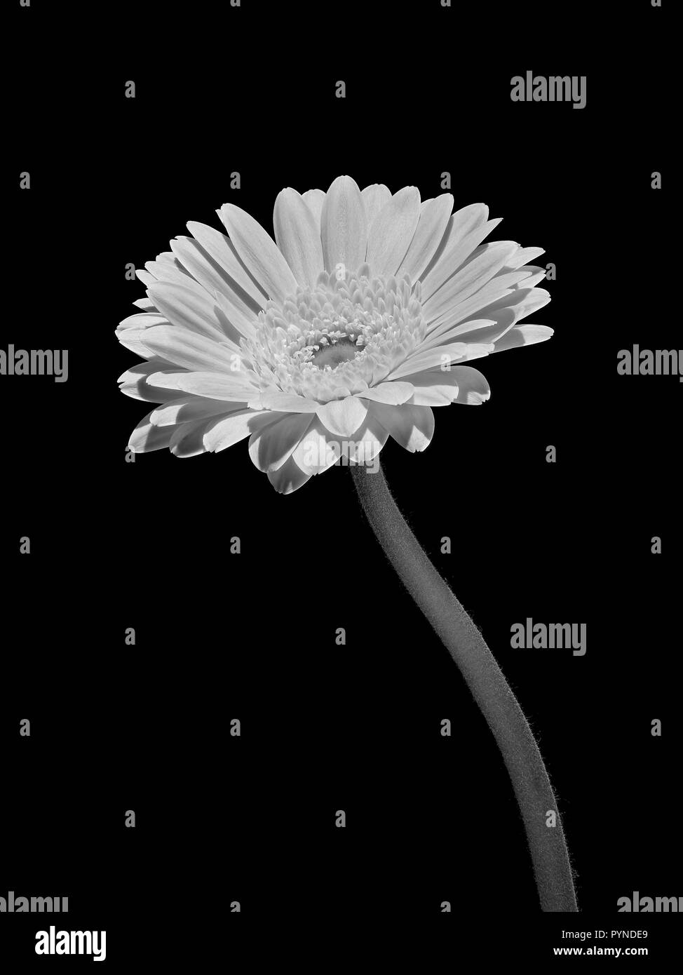 A portrait of a Gerbera Daisy (Gerbera Jamesonii) and its stem taken in black and white with a black background Stock Photo