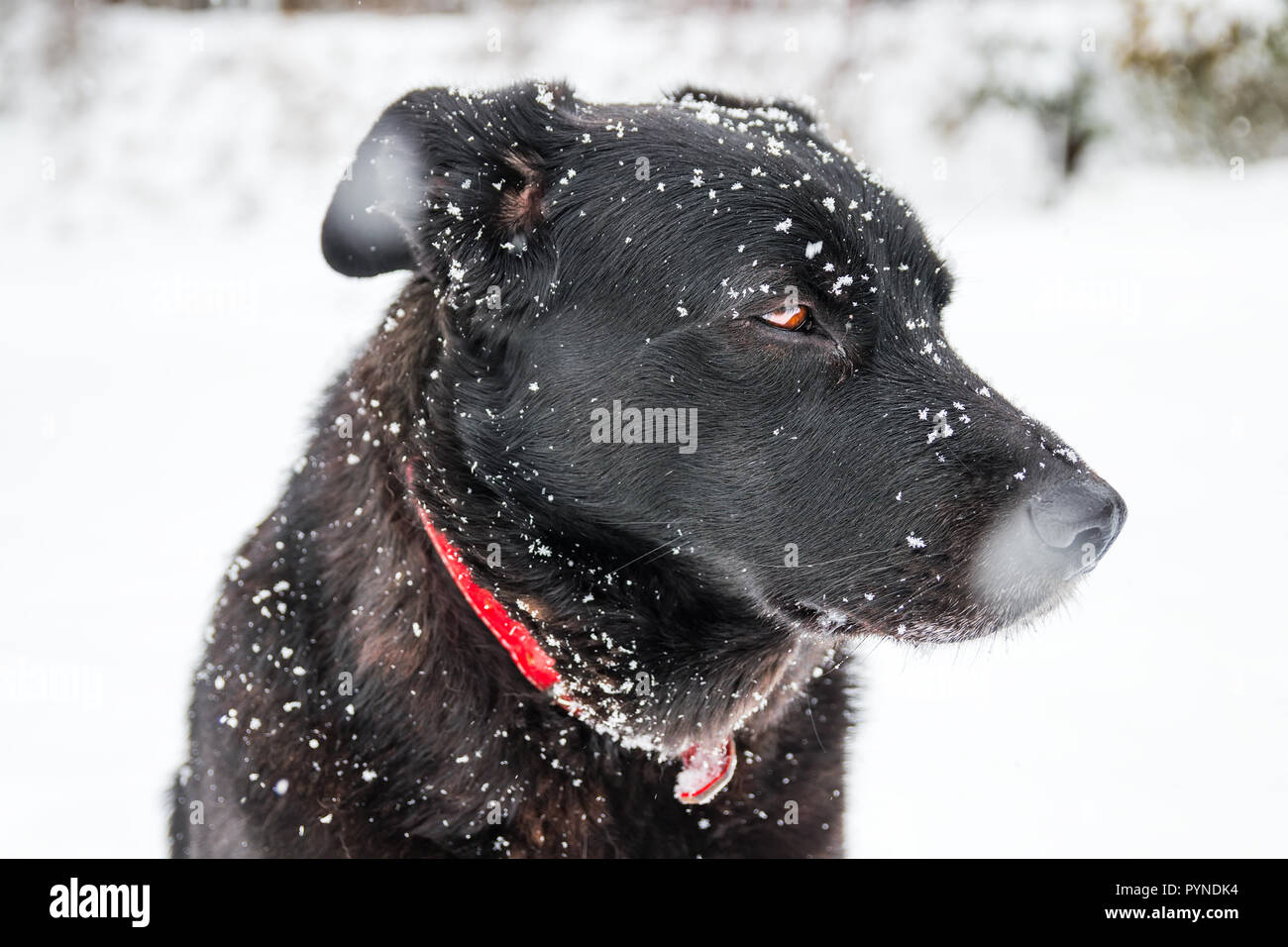 Black labrador dog covered with snow during winter in a countryside