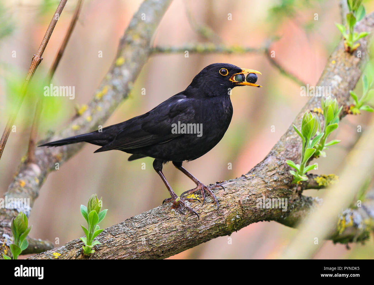 Black bird berry hi-res stock photography and images - Alamy