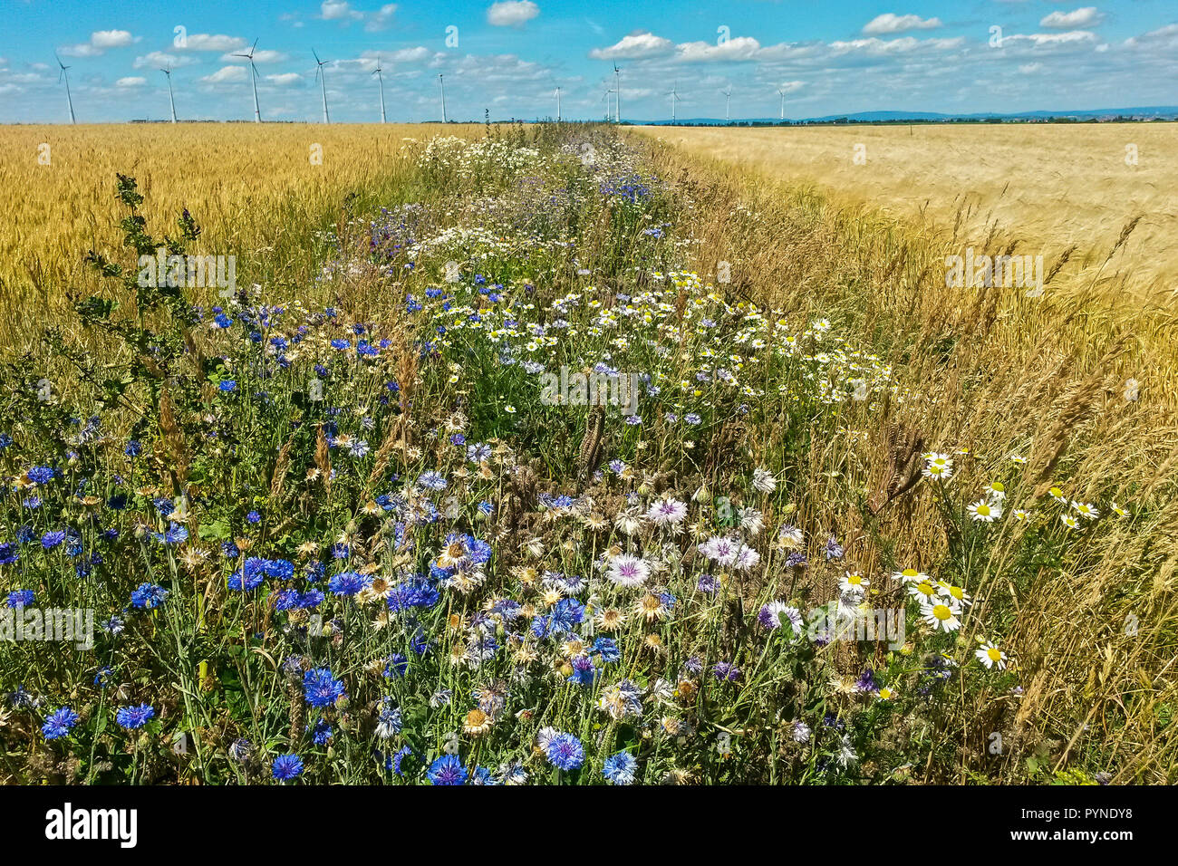 Wildflower field margin for insects in intensive agriculture, Hesse, Germany Stock Photo