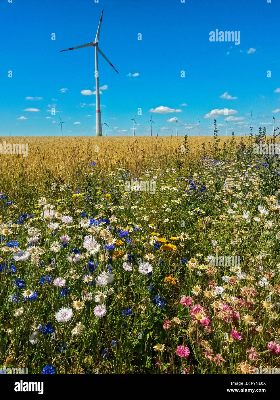 Wildflower field margin for insects in intensive agriculture, Hesse, Germany Stock Photo