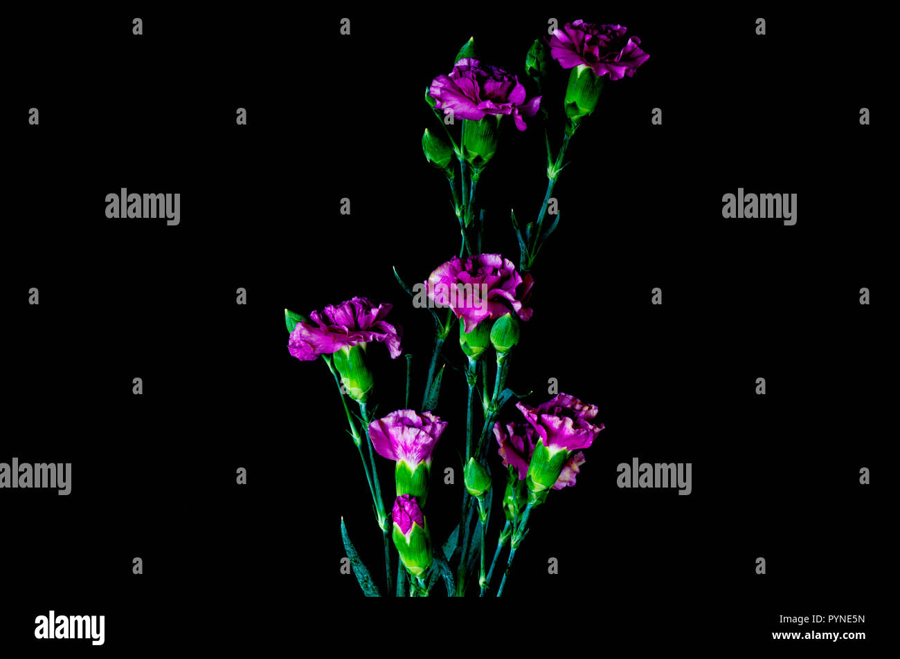 A stalk of fresh and blooming Miniature Carnation with buds in a green stalk with leaves set on a black horizontal background. Stock Photo
