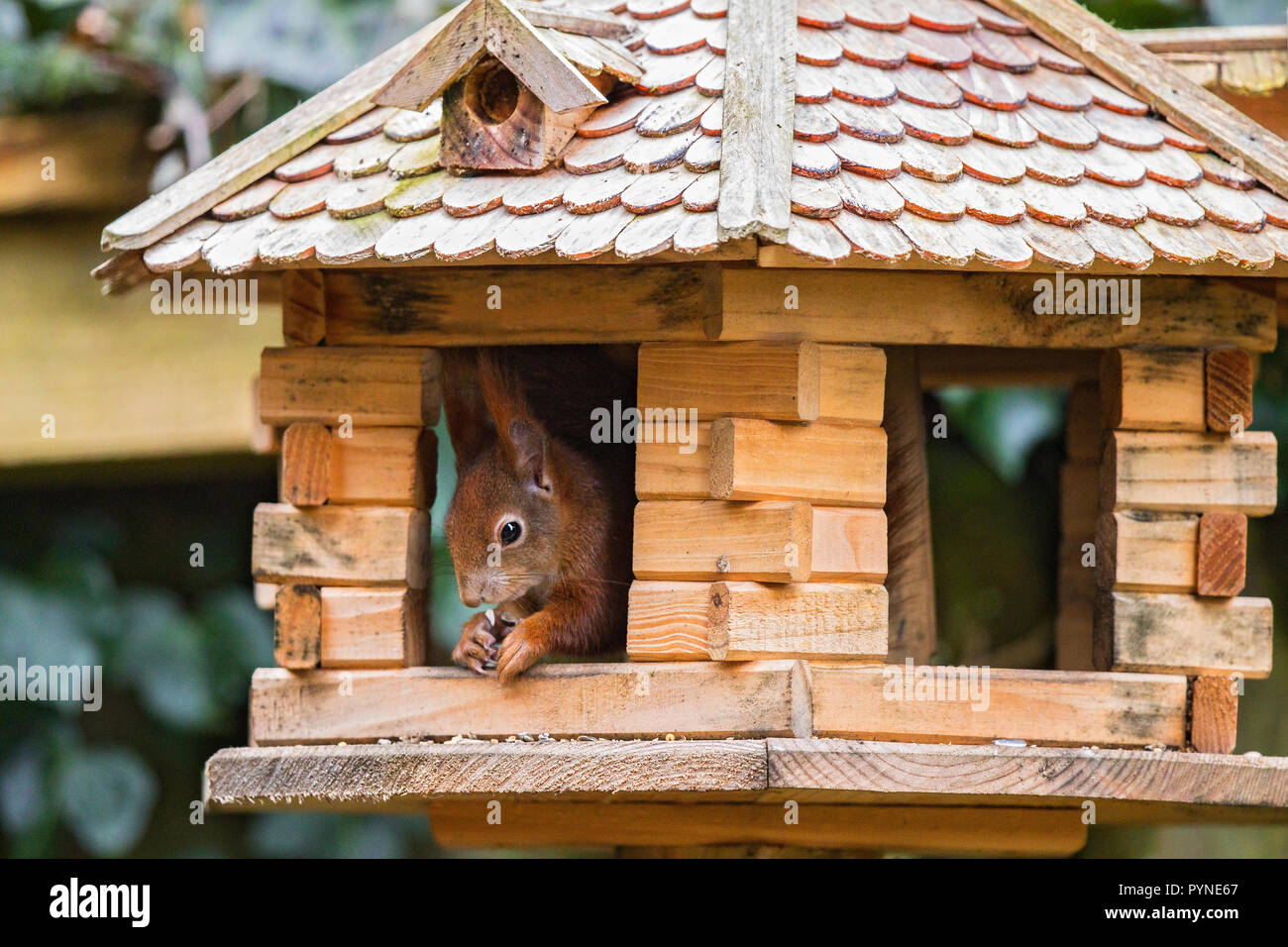 Squirrel House
