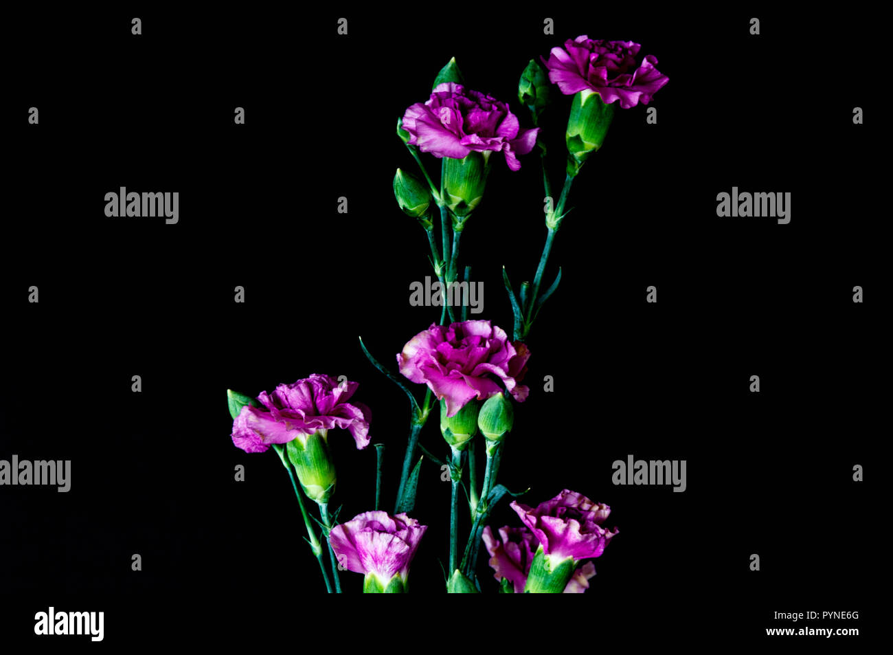 A stalk of fresh and blooming Miniature Carnation with buds in a green stalk with leaves set on a black horizontal background. Stock Photo