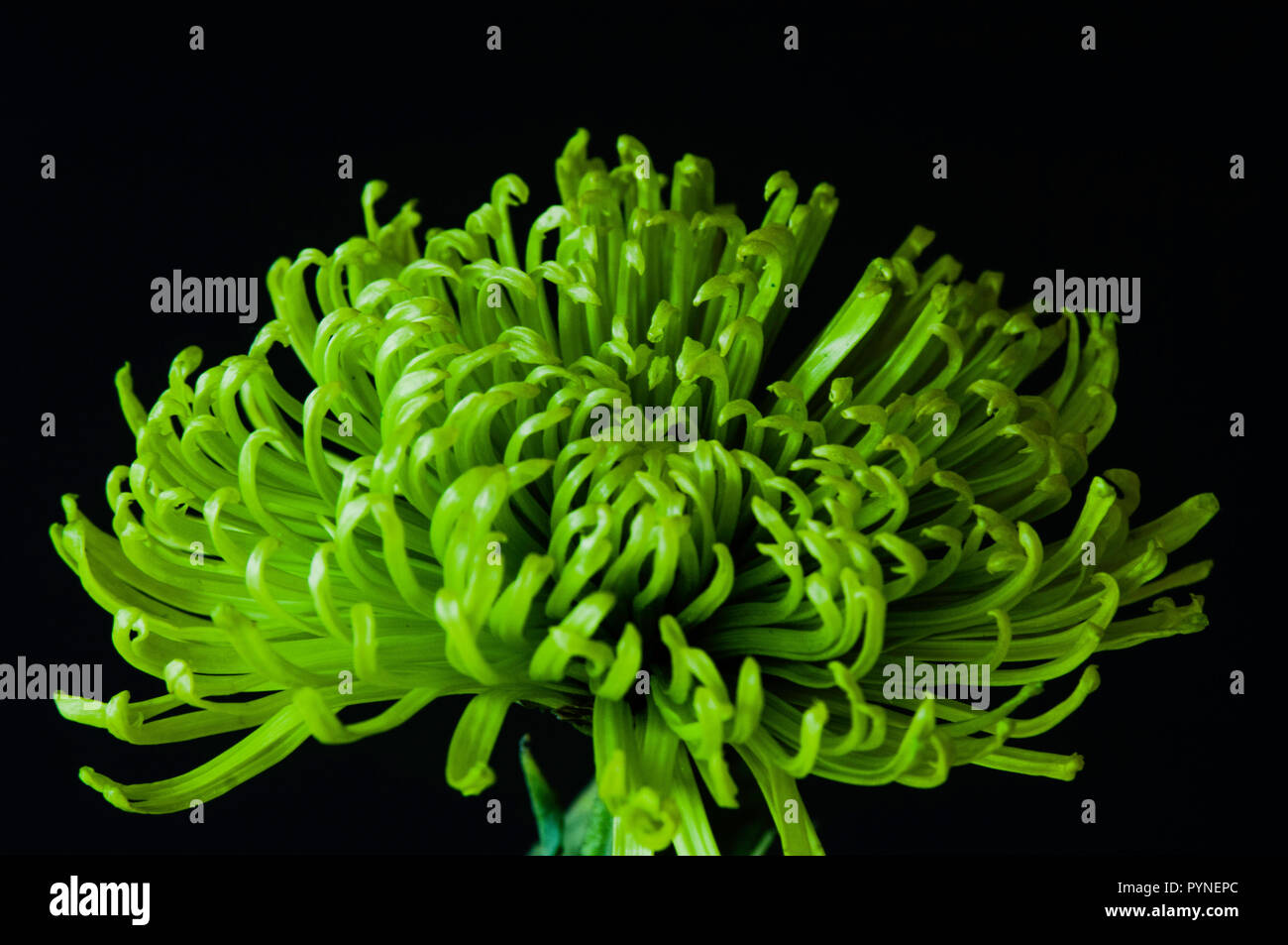 A single stalk of freshly cut and profusely blooming green spider mum