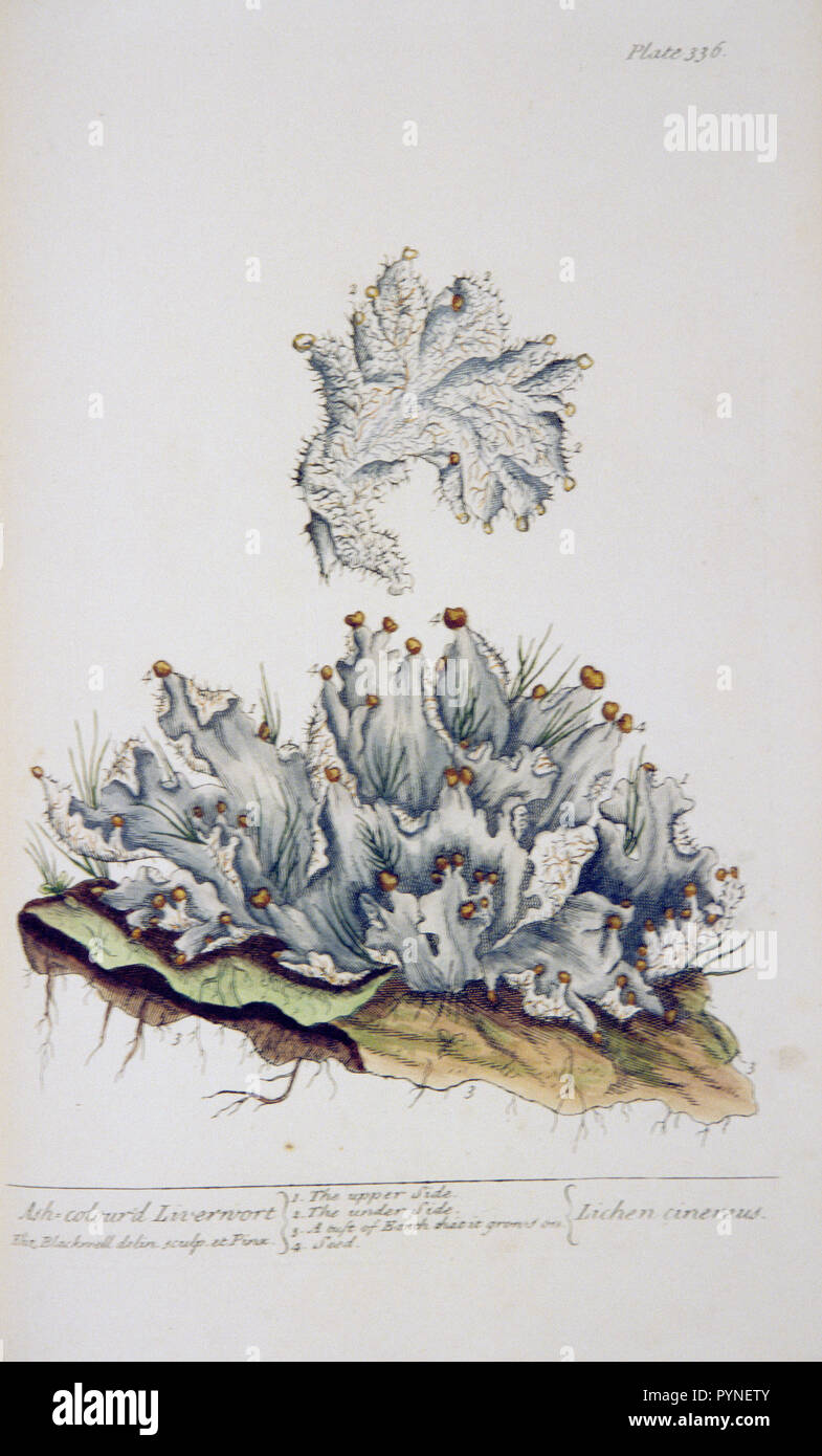 Plate 336 from Elizabeth Blackwell's A curious herbal. Illustration of liverwort Stock Photo