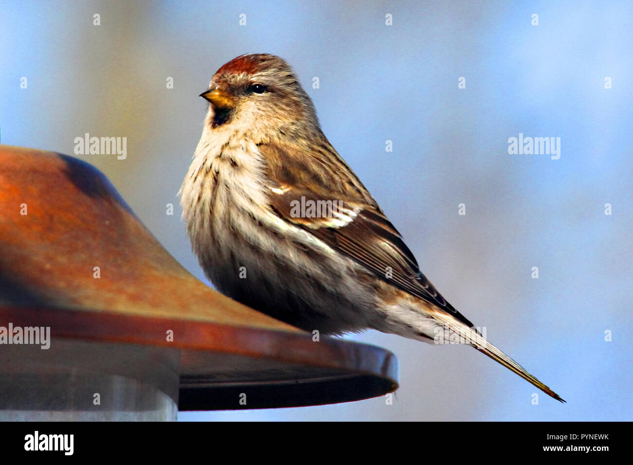 Common Redpoll, (Acanthis flammea) Still widespread and abundant in birches, thickets, tundra scrub,winter and weeds. Stock Photo