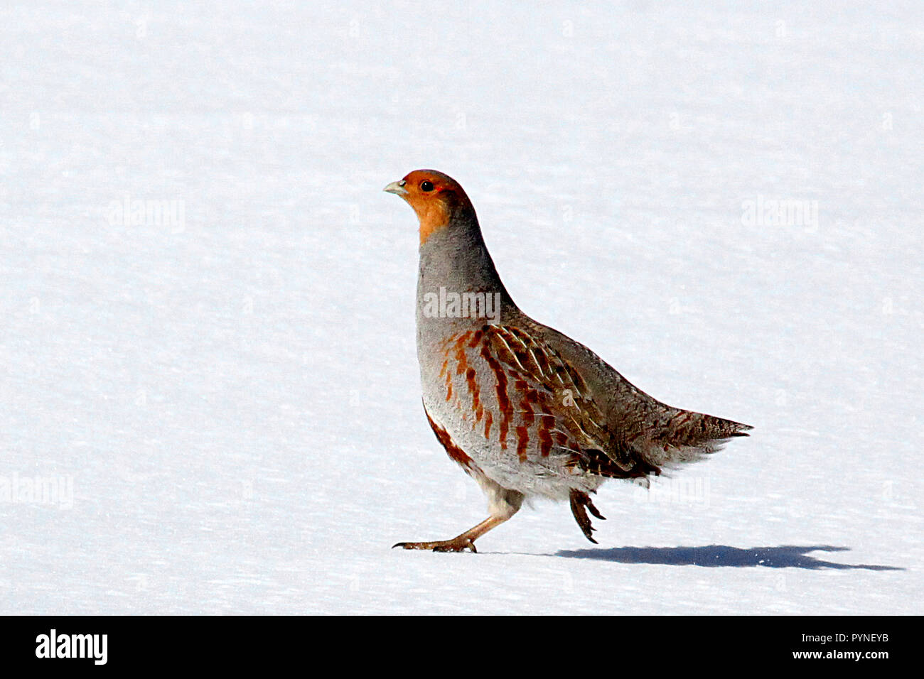 Gray Partridge, (Perdix perdix), Because of its popularity as a gamebird in Europe, the Gray Partridge was brought to North America. Stock Photo
