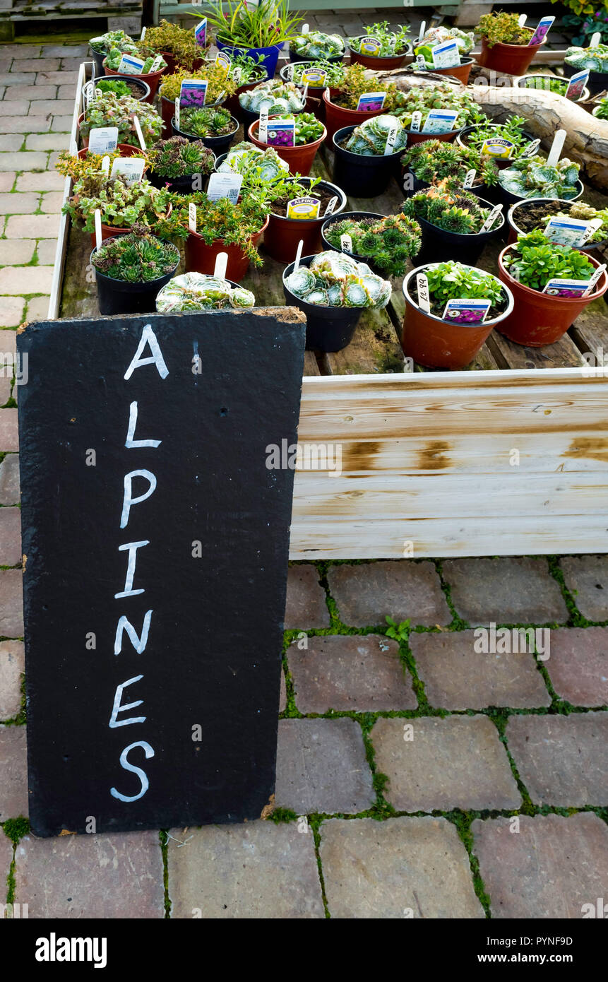 Alpine plants for sale in a garden centre in autumn Stock Photo
