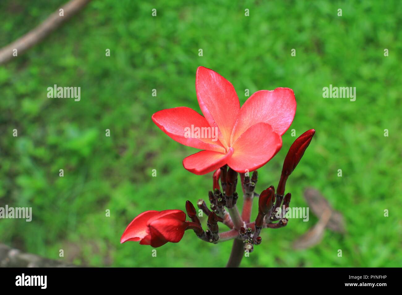 plumeria flower red or desert rose beautiful on the tree ( Common name