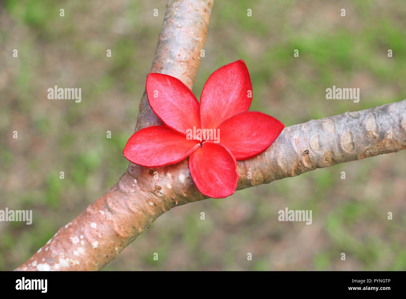plumeria flower red or desert rose beautiful on the tree ( Common name