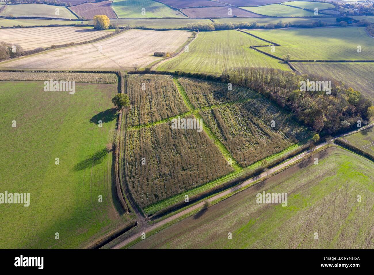Government funded Countryside Stewardship Scheme Tree Planting. Stock Photo