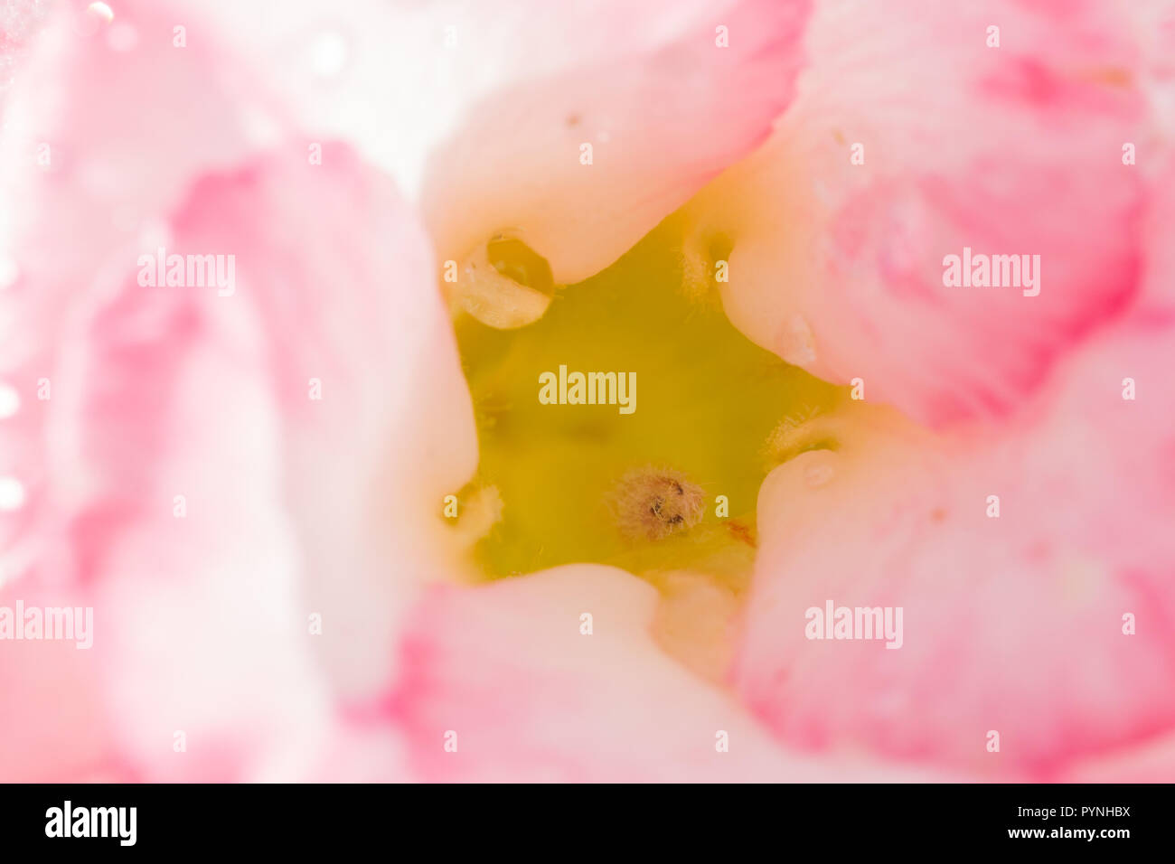 Pink Adenium Flower High Resolution Stock Photography and Images - Alamy