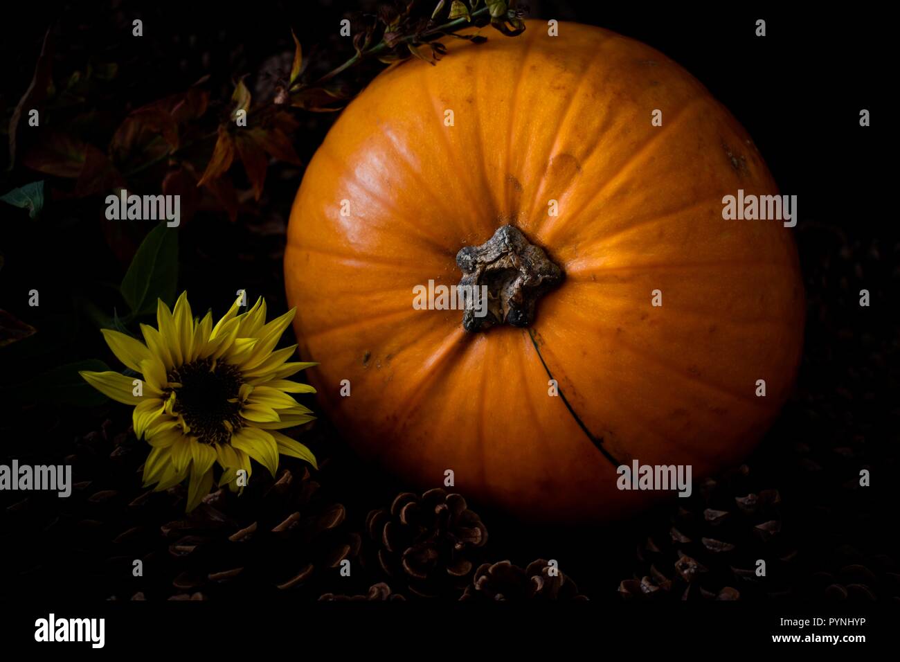 Natural  pumpkin rustic Stock Photo