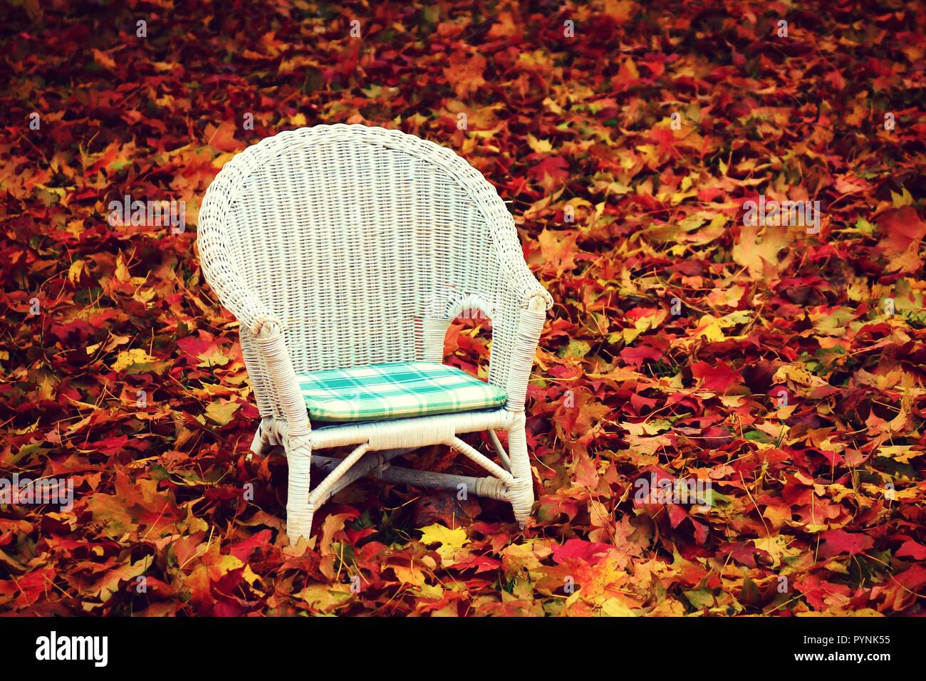 Colorful autumn leaves with a white wicker chair Stock Photo
