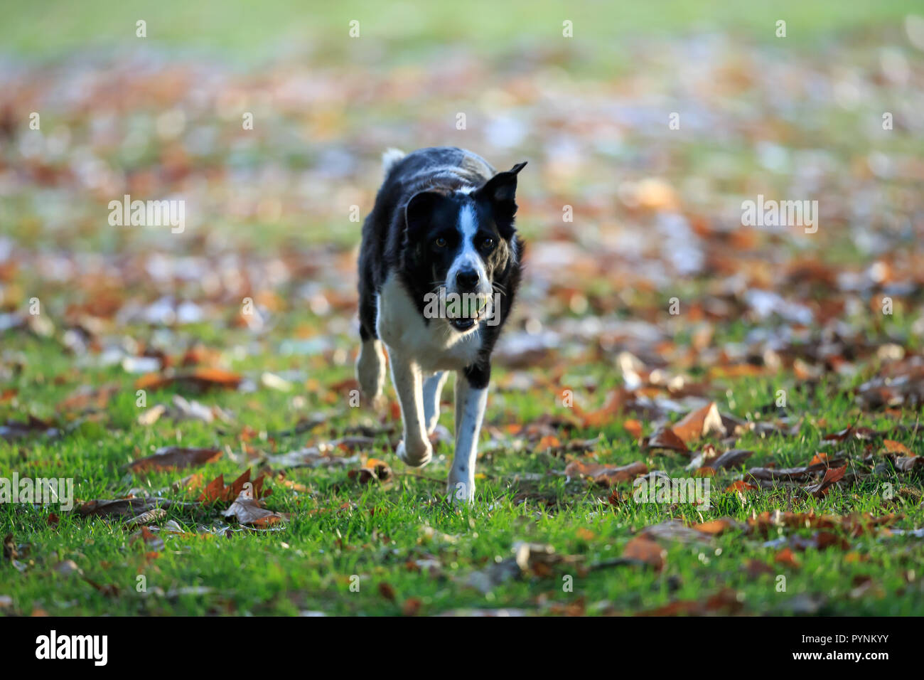 Black And White Border Collie Sheep Dog Stock Photos & Black And White