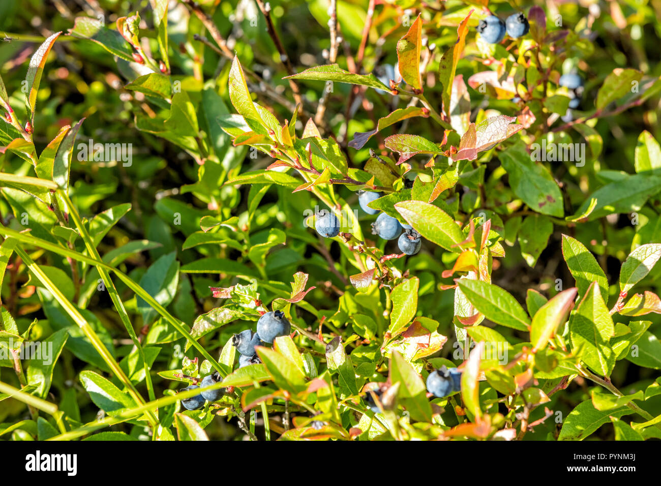 Wild Blueberries on bush in Canada Stock Photo Alamy