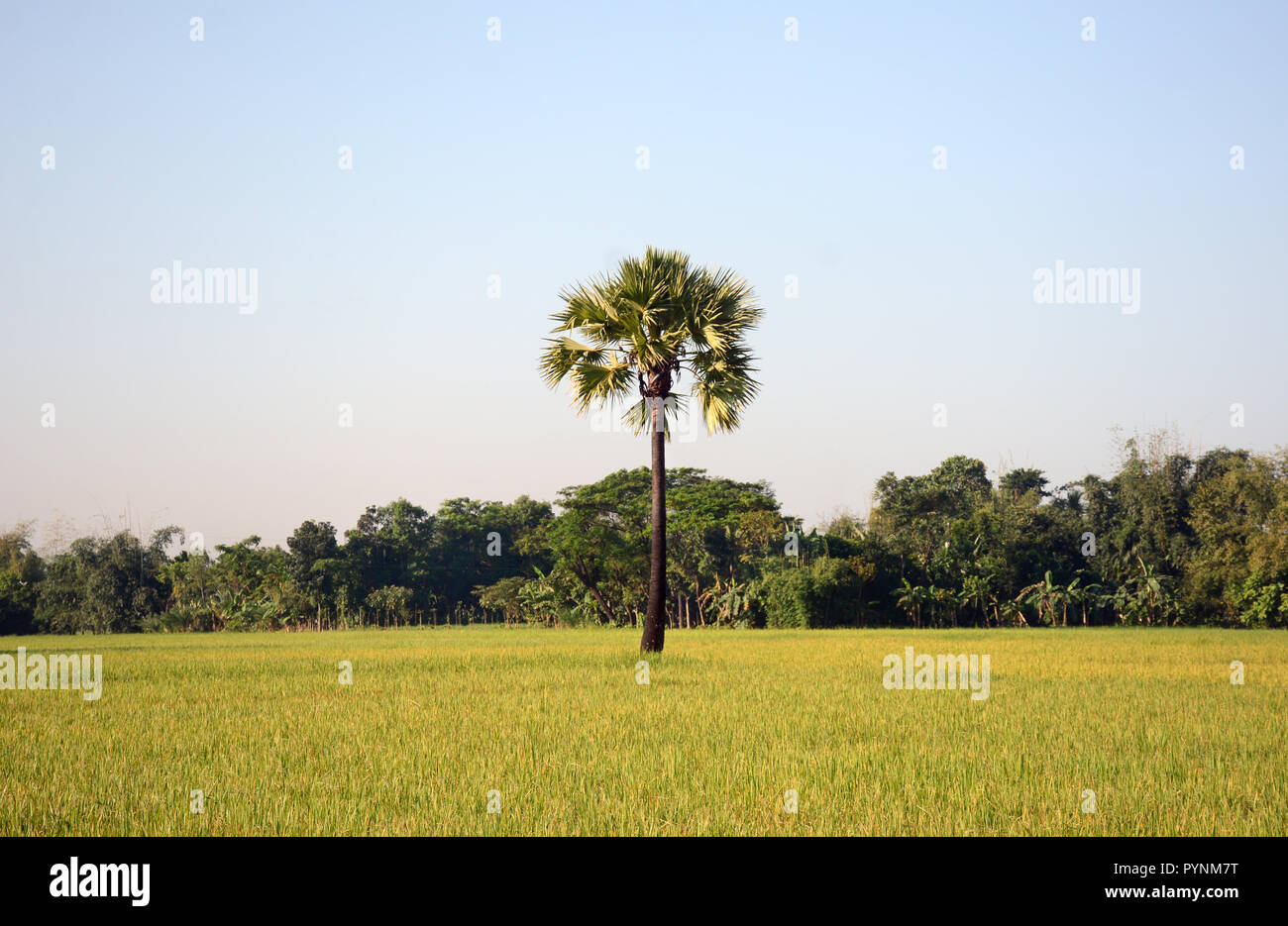 Beauty Of Nature Stock Photo