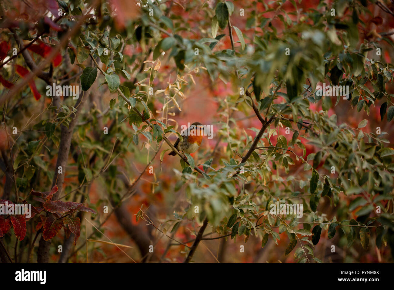 Shrub symbol symbol photo hi-res stock photography and images - Alamy