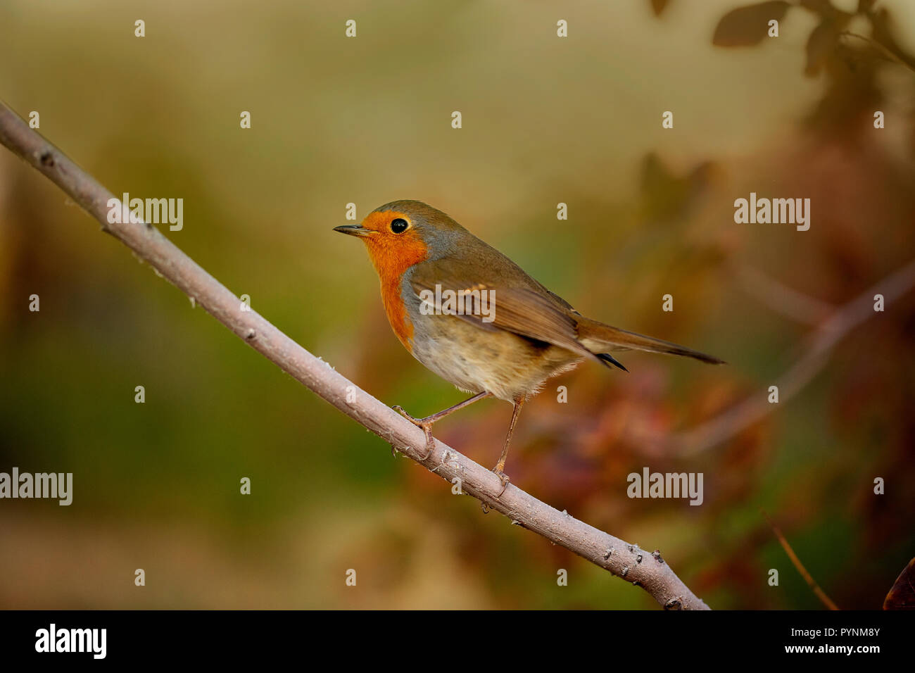 Shrub symbol symbol photo hi-res stock photography and images - Alamy