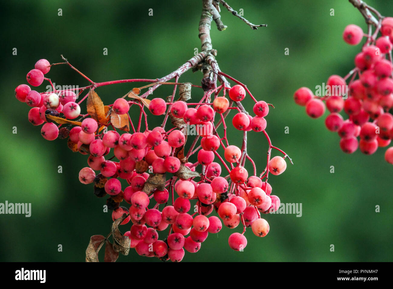 Mountain Ash Sorbus 'Chamois Glowing Pink', autumn berries Stock Photo