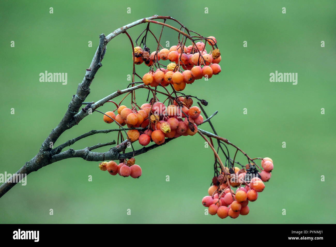 Rowan, Sorbus 'Orange Favorite' berries Stock Photo