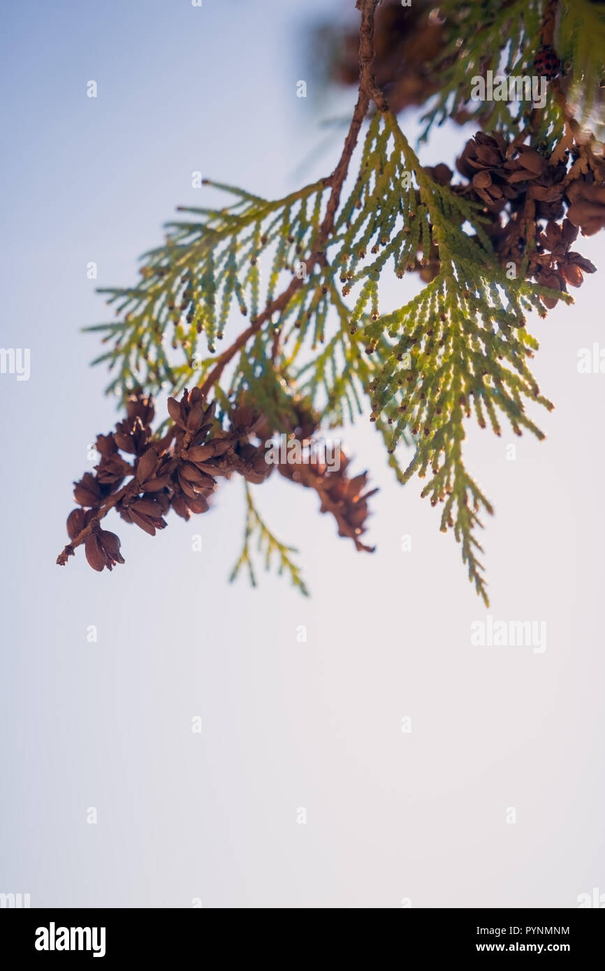 Fir tree with autumn seeds under the blue sky Stock Photo