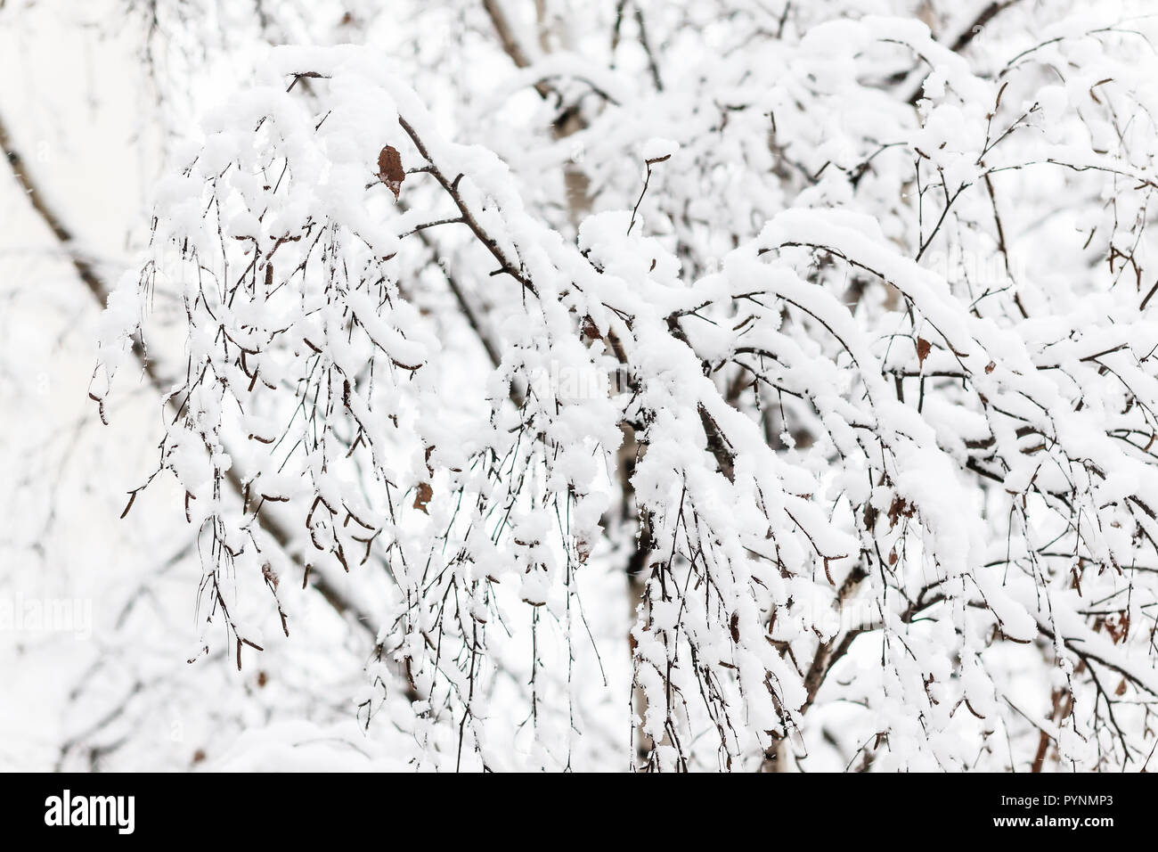 Branches of a birch under a thick layer of snow, close-up Stock Photo ...