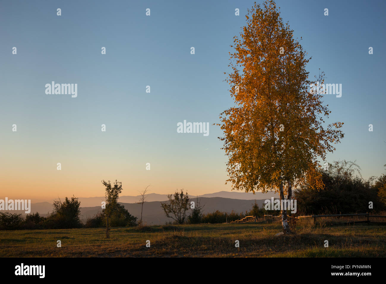 Birch with golden leaves in the light of the day, autumn in the morning light Stock Photo