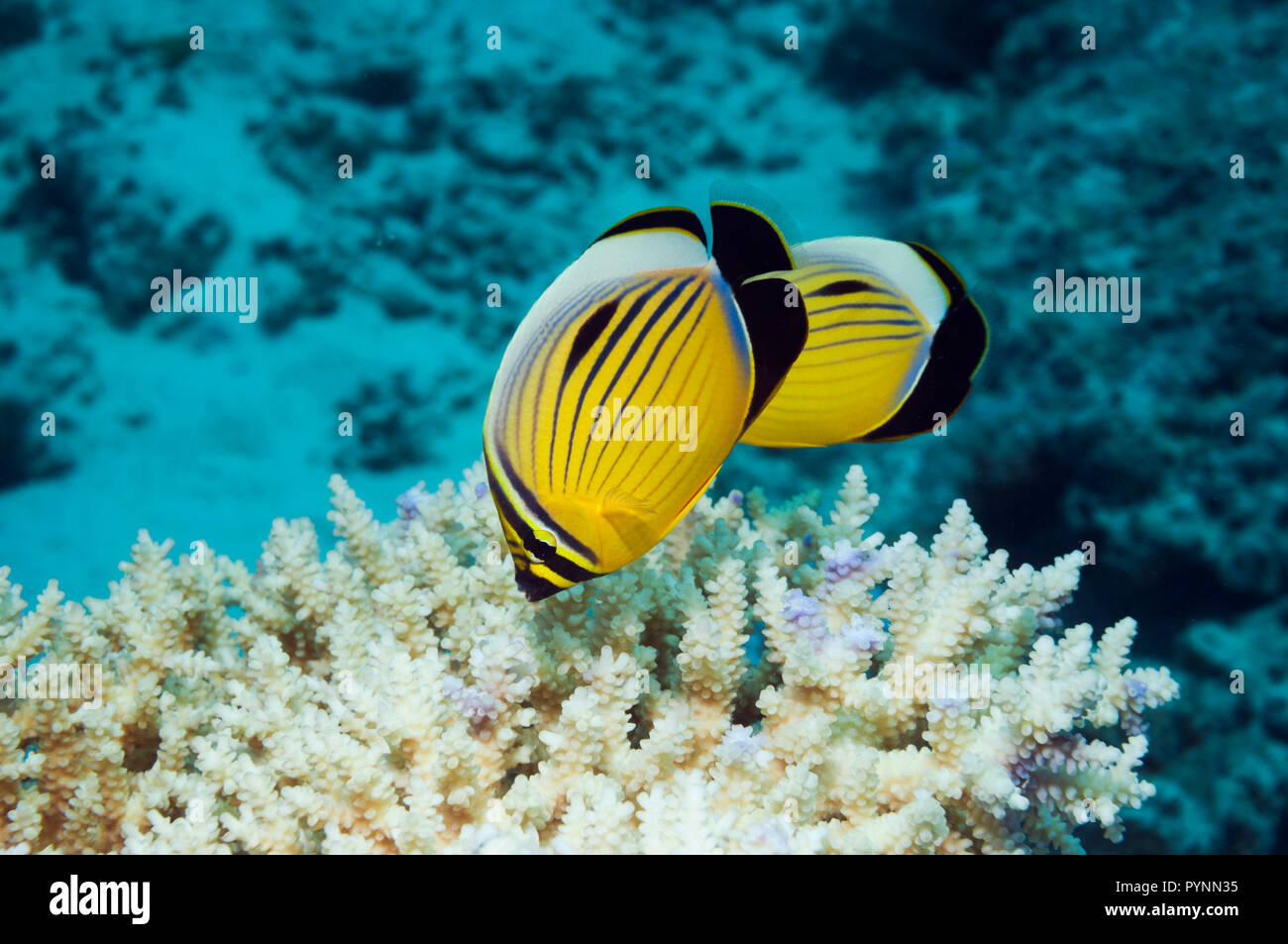 Blacktail or Exquisite butterflyfish (Chaetodon austriacus).  Egypt, Red Sea.  Found in the Red Sea and around Southern Oman only. Stock Photo