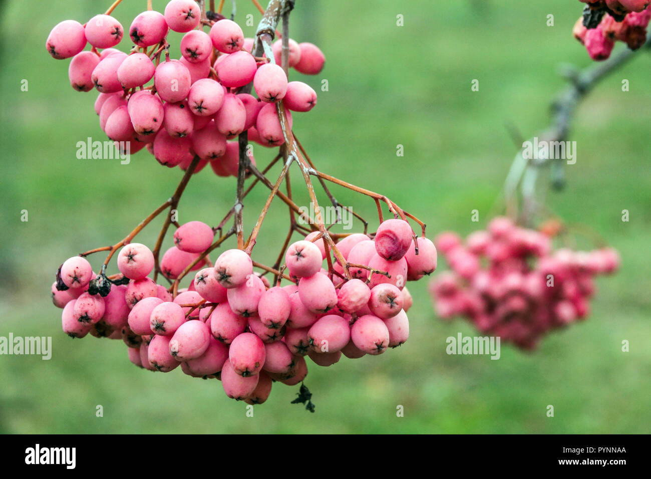 Rowan tree, Sorbus aucuparia 'Chamois Glowing Pink' autumn berries Stock Photo
