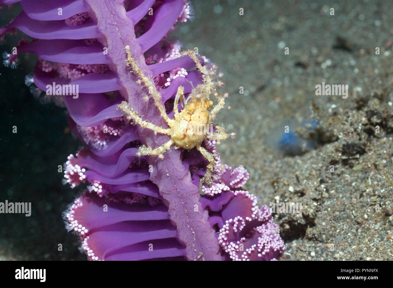Hydroid or Fairy crab (Hyastenus bipinosus) on Sea pen (Virgularia gustaviana) where it has climbed to feed on plankton floating past. Stock Photo