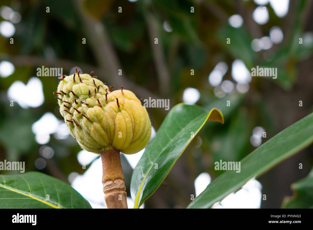 The Magnolia tree exhibits seed pods or cones or fruit Stock Photo