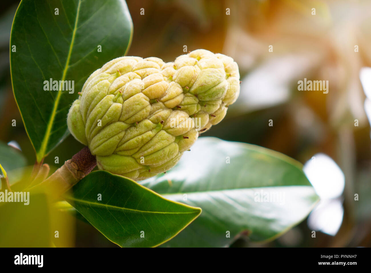 The Magnolia tree exhibits seed pods or cones or fruit Stock Photo