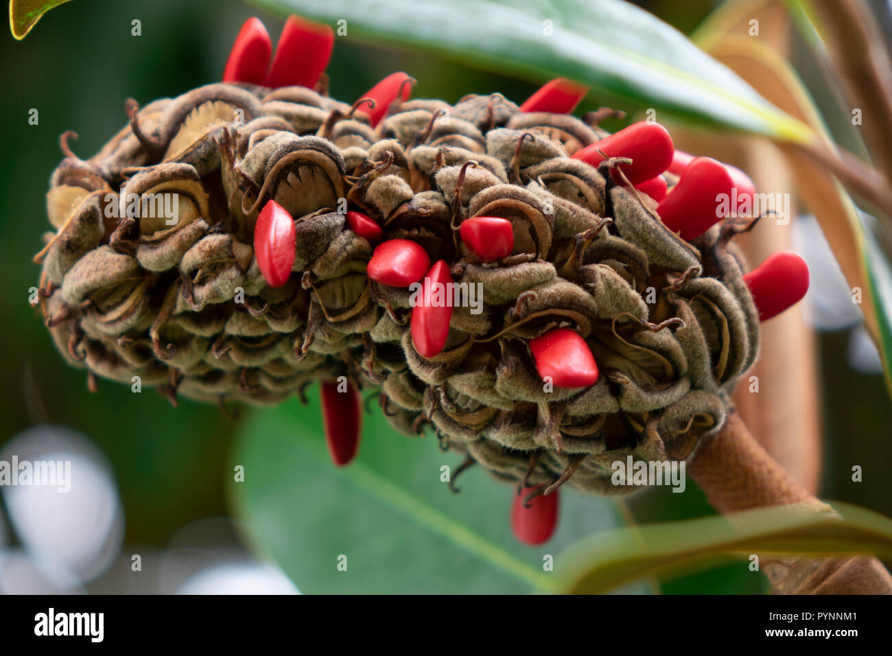 ripe fruit of magnolia grandiflora with its seeds Stock Photo