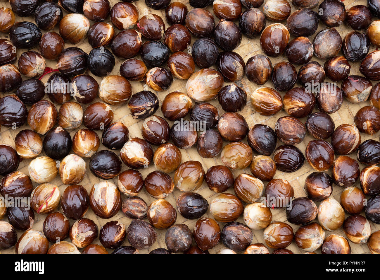 Nutmeg Tree Fruit Stock Photos & Nutmeg Tree Fruit Stock Images Alamy