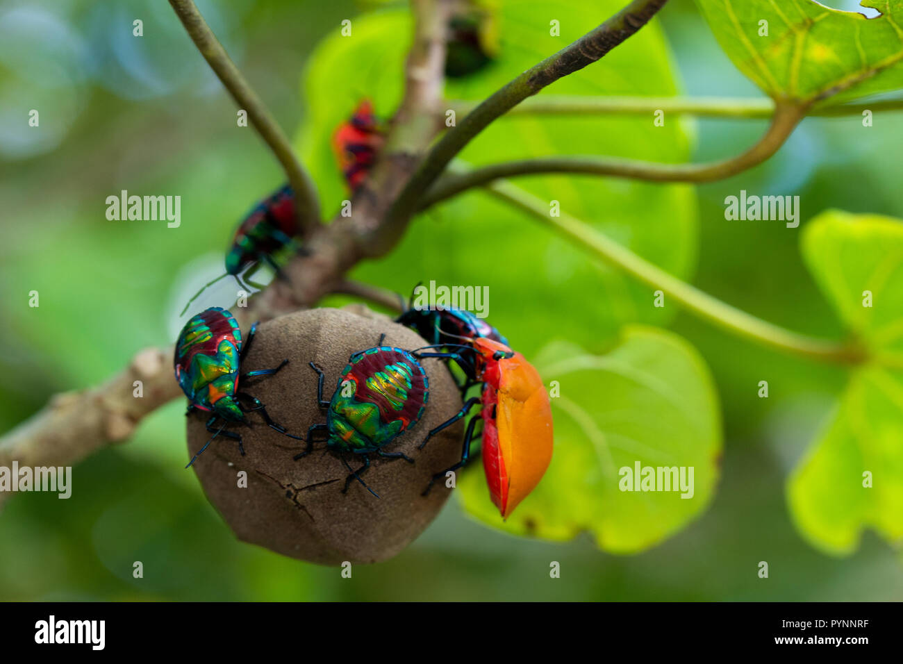 Group of jewel bug larvas of Chrysocoris Stollii eating a tree seed, Indonesia Stock Photo
