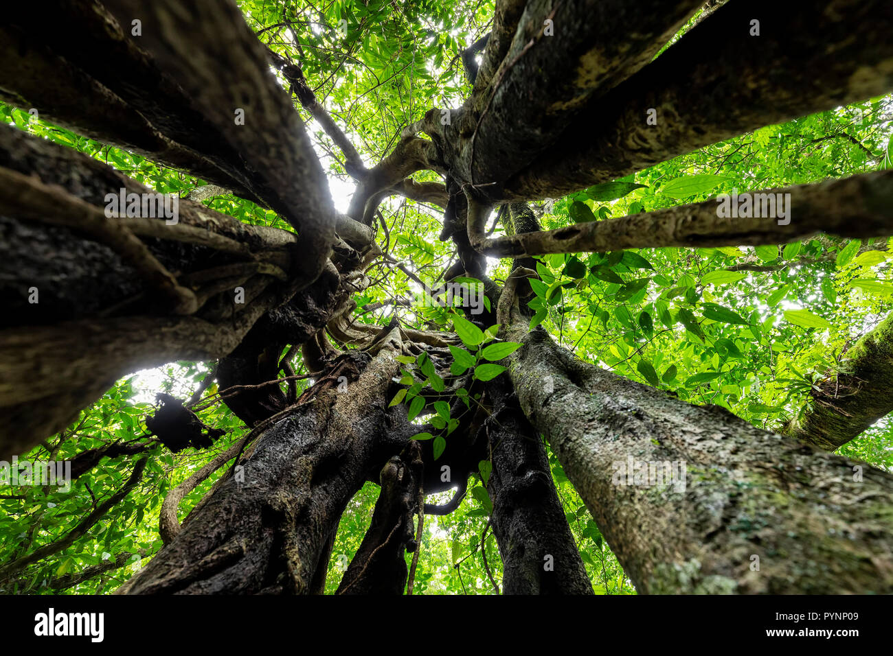 Dynamic wide angle shot inside the bark of a ficus tree, Munduk forest, Bali, IndonesiaI Stock Photo
