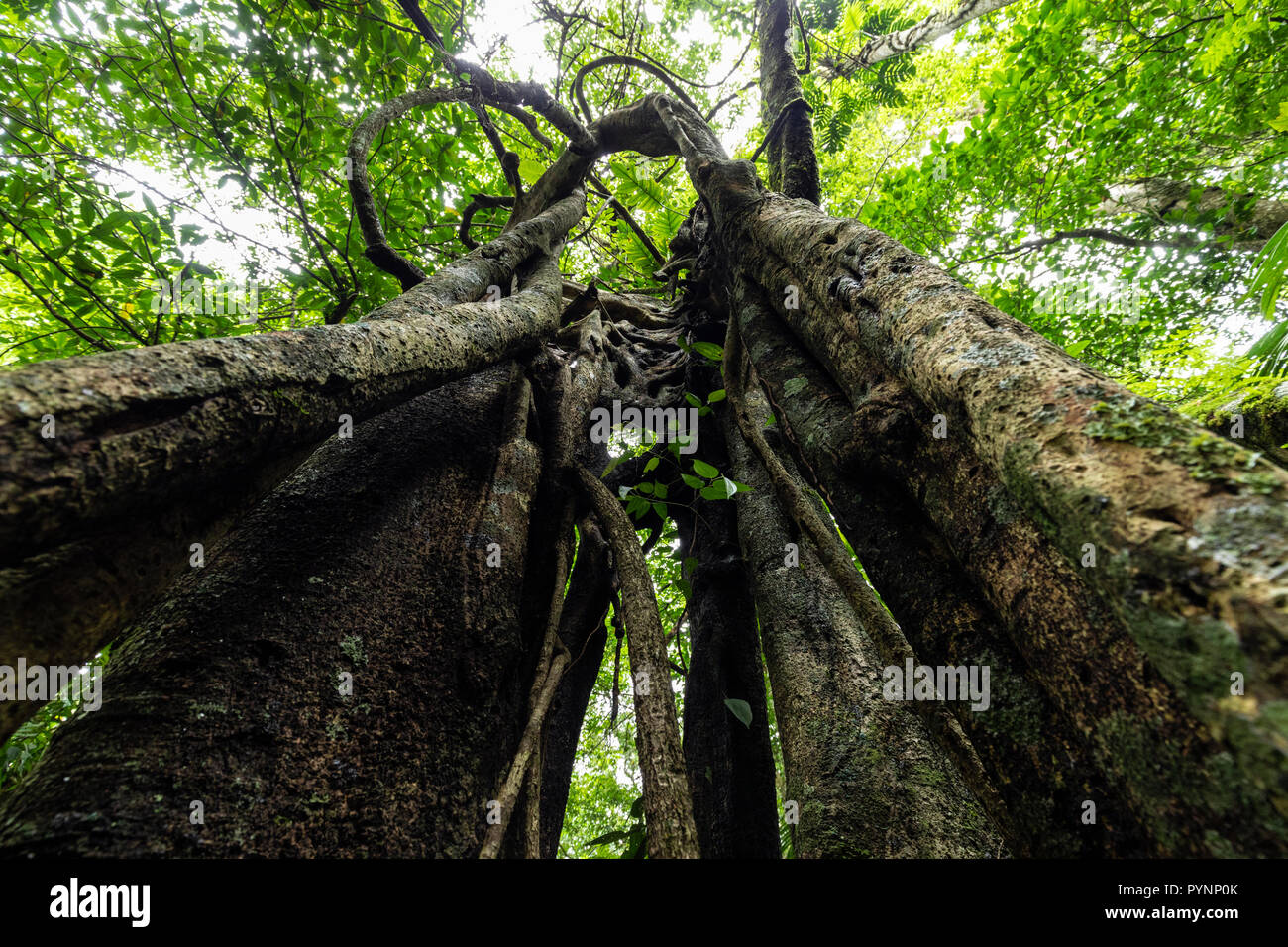 Dynamic wide angle shot inside the bark of a ficus tree, Munduk forest ...