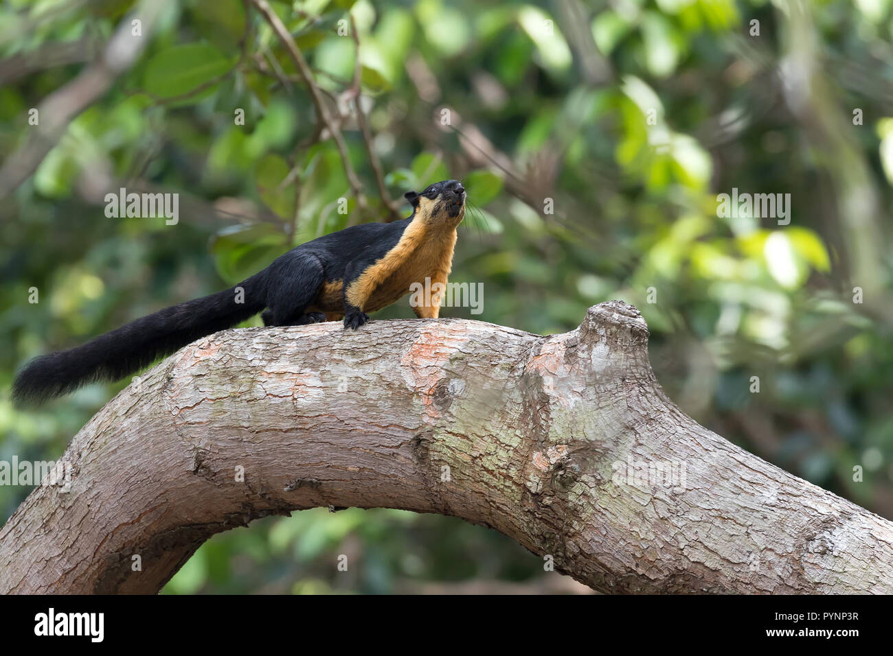 Wild Giant black Squirrel (Ratufa bicolor), standing on a branch in the Penang national park, Malaysia Stock Photo