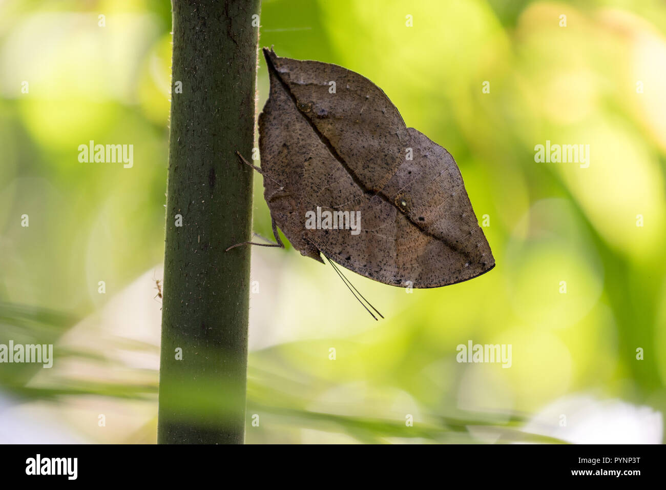 Mimicry butterfly, Kallima Paralekta, aka Indian leafwing, standing wings folded on a bamboo branch, dead leaf imitation, Malaysia Stock Photo