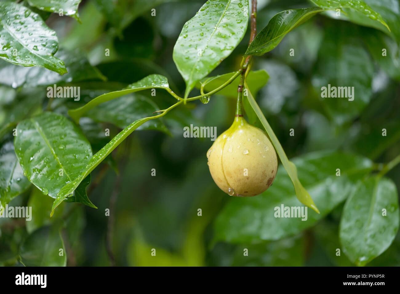Nutmeg Tree Stock Photos & Nutmeg Tree Stock Images Alamy