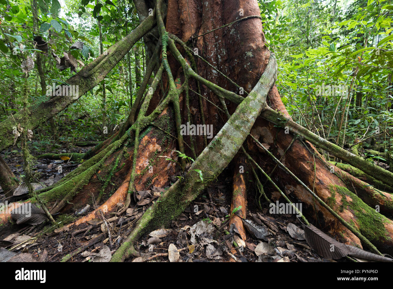 Fig tree strangling another tree in Aru island jungle, Papua, Indonesia Stock Photo