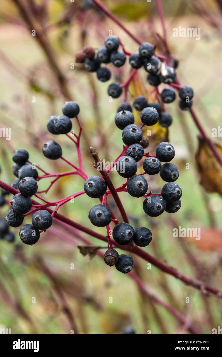 Wedding cake tree, Cornus controversa Giant Dogwood Stock Photo Alamy