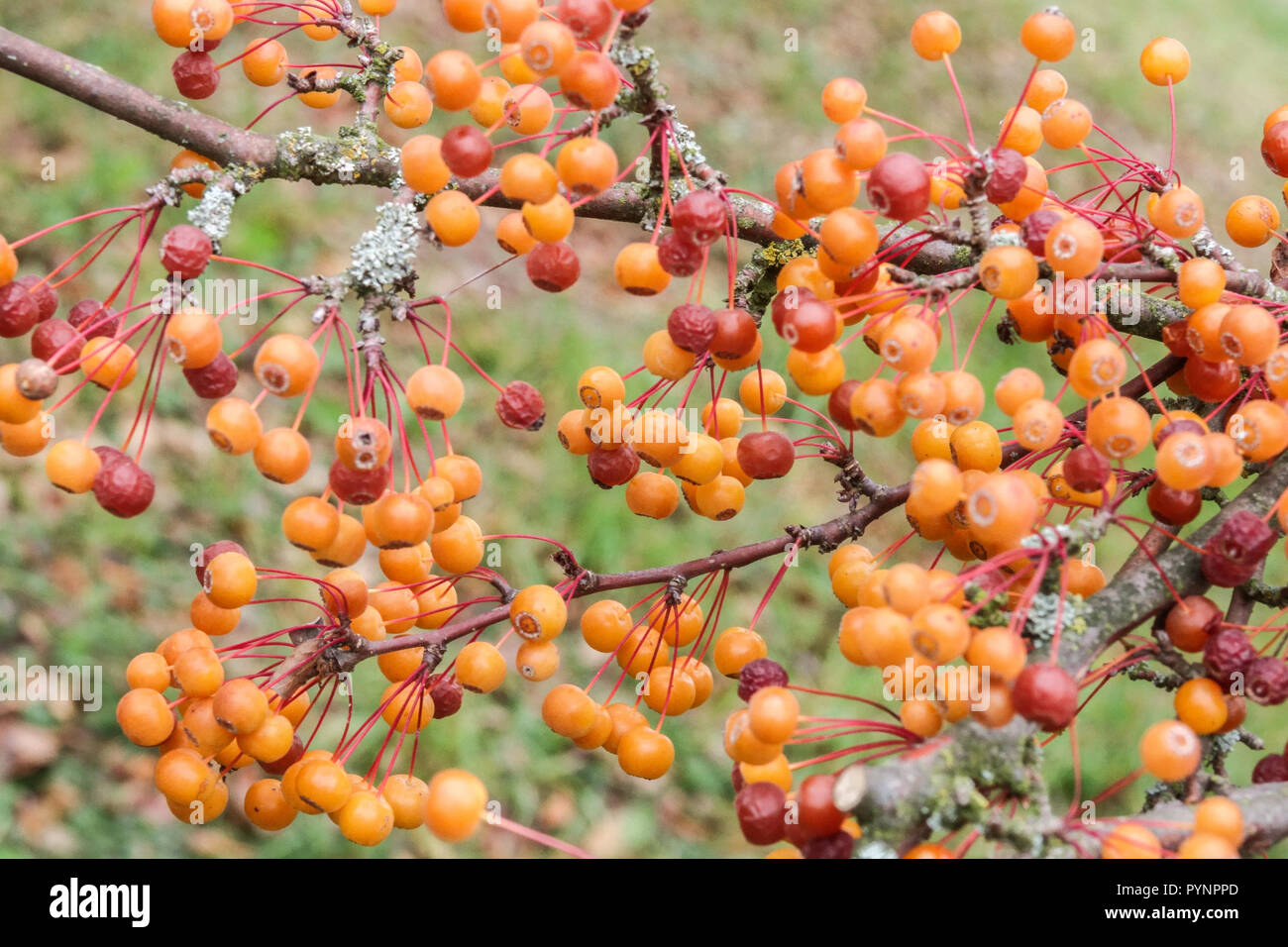 Crabapple, Malus sieboldii var. arborescens orange berries Stock Photo