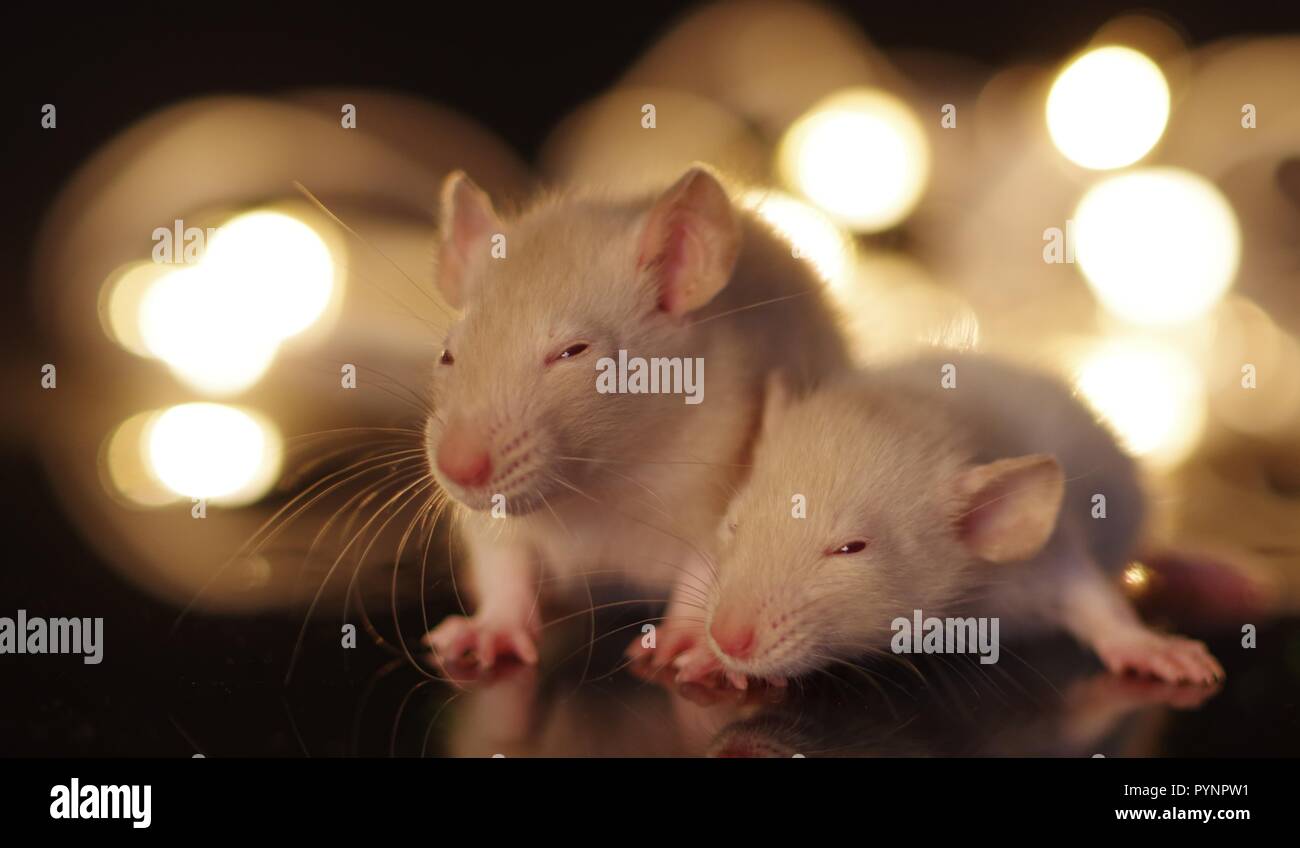 Cute baby rodents in front off fairy lights with bokeh background Stock ...