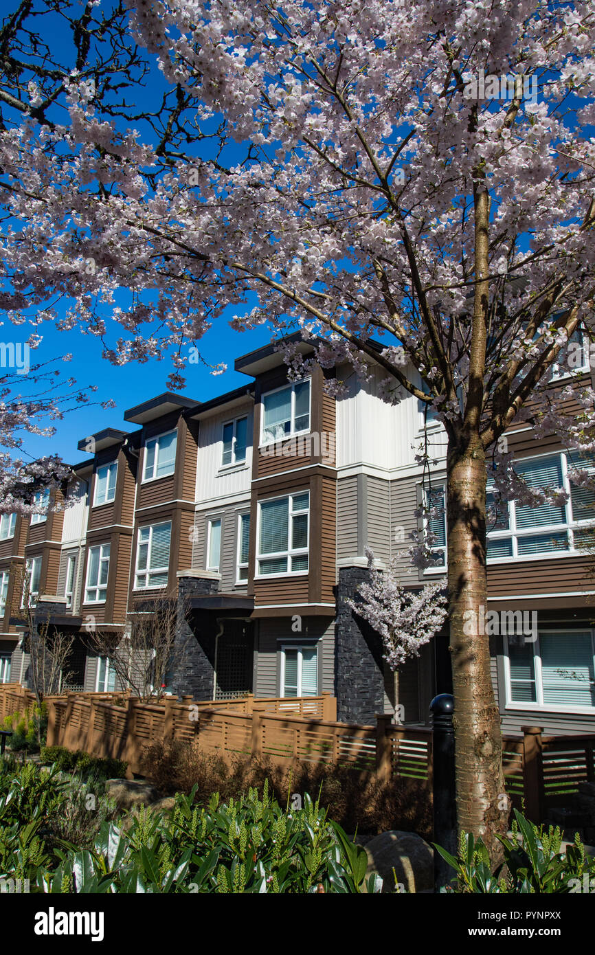 New low rise apartment complex on a sunny spring day with blooming sakura trees. Stock Photo